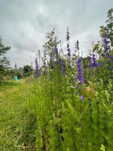 un campo pieno di fiori viola in un campo di Maison de campagne a Barbaste