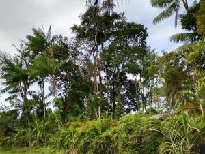 un grupo de palmeras en la selva en Pousada Ka'a, en Itacaré 1 foto más