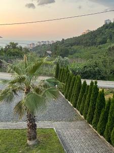 a palm tree in the middle of a row of trees at Sea and Natural Adalet Suits in Çağlayan
