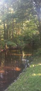 a river with some trees and grass and some water at Harz-Appartement AUSZEIT am HEXENSTIEG - Königshütte in Königshütte