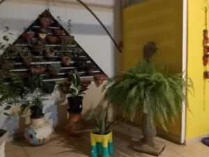 a room with potted plants and a shelf with plants at Casa Amarela-Quartos in Uberlândia