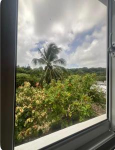 a view of a palm tree from a window at Apartamento Luna Llena in Colorado +3 photos