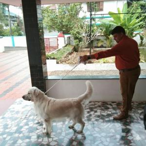 Domácí mazlíčci ubytovaní s hosty v ubytování Lead Homestay