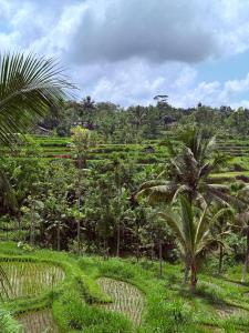 a field with palm trees and grass and a forest at Homies Place Tetebatu in Tetebatu