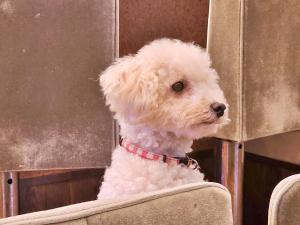 a white dog is sitting on a chair at ゲストハウスＰｉｋｏ in Shingu