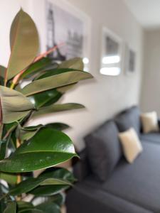 a green plant in a living room with a couch at Highfield 2 rooms Apartment in Augsburg