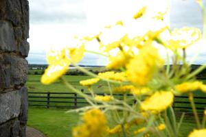 Foto dalla galleria di Bunratty Meadows Bed & Breakfast a Bunratty