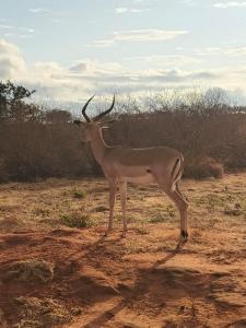 a antelope with horns standing in a field at Tausa Tsavo Eco Lodge in Voi