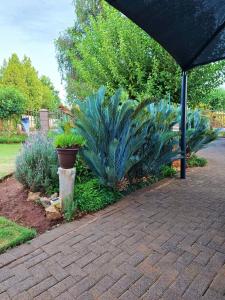 a garden with some plants and an umbrella at Magalies B&B LANGENHOVENPARK in Universitas