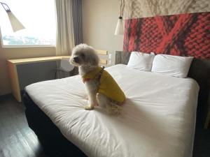 a dog sitting on a bed wearing a yellow shirt at Ibis Mexico Tlalnepantla in Mexico City