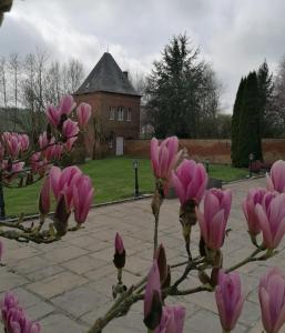 a bunch of pink flowers on a tree in front of a building at Le Château d'Ognies  +2 photos