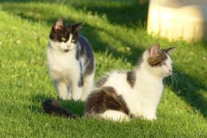 Mascotas con sus dueños en Pitznerhof