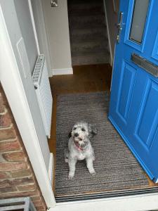 Domácí mazlíčci ubytovaní s hosty v ubytování Morse Cottage