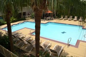 a large swimming pool with chairs and a palm tree at DoubleTree by Hilton Hotel Houston Hobby Airport in Houston