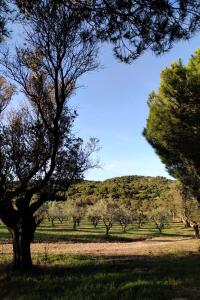 耶尔Maison Les Lauriers Roses vue sur le maquis de Porquerolles的树木林立的田野中间的树