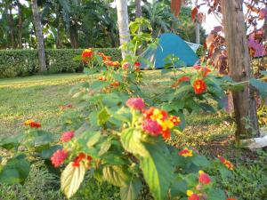 a garden with flowers and a tent in the background at Nature flows Eco-Farm cottage & campsite in Fort Portal