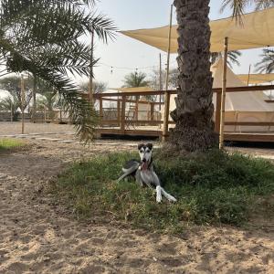 Κατοικίδιο ή κατοικίδια επισκεπτών που μένουν στο Naseem Farm Escape - dog-friendly camp site