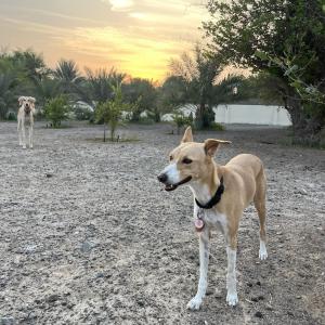 Κατοικίδιο ή κατοικίδια επισκεπτών που μένουν στο Naseem Farm Escape - dog-friendly camp site