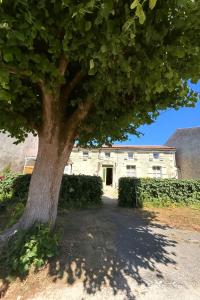 a large tree in front of a building at Gîte Le Logis du Tilleul in Plassay