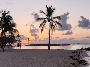 a palm tree on a beach with a sunset at Soleil éclatant in Sainte-Anne