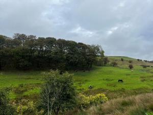 NewchurchにあるRustic Valley Cabin at Animal Rescue Sanctuaryの木の茂る緑地の馬2頭 +11枚の写真