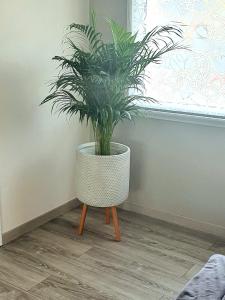 オッソンヌにあるStudio independent à 500m du MEETTの窓の前のスタンドに置かれた鉢植え +22枚の写真