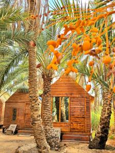 シワにあるMarassina Camp Siwaの木造小屋の前の2本のヤシの木 +46枚の写真