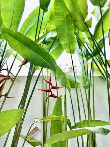 a bunch of green plants with red flowers at Villas Topazio and Opalo -- Gateway to Uluwatu beaches in Uluwatu +43 photos