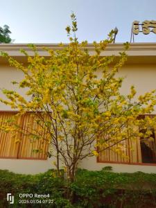 a tree with yellow leaves in front of a building at C T hotel in Banlung