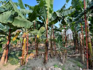 a row of banana trees in a field at 感作移居共創空間 Touching Job Hostel in Qishan