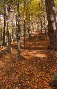 Ảnh trong thư viện ảnh của Qafeshtama Guesthouse ở Krujë