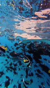 a group of fish swimming in the water at Lazzlla1BR Beachfront Oceanfront Apartment in Male City