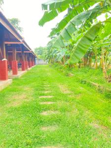 a field of green grass next to a building at The Thinnai Farm in Jaffna