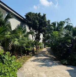 バヴィにあるNhà Nghỉ Sukhaのヤシの木と建物のある未舗装道路