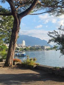 a tree sitting next to a body of water at Petit studio centre ville in Montreux