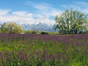 a field of purple flowers with mountains in the background at CR "El Arrabal" Valle de La Vera in Villanueva de la Vera