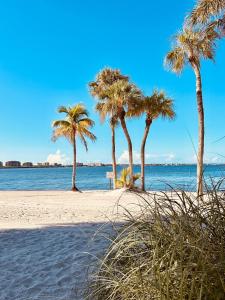 a group of palm trees on a sandy beach at Cape Coral Seascape in Cape Coral