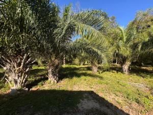 a group of palm trees in a field at Rancho KurtMel in Coxim