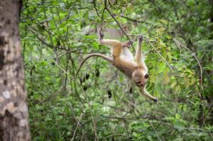 um macaco pendurado numa árvore na floresta em Nature's peak Udawalawa em Nikawatawana