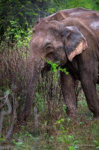 Um elefante está comendo grama em um campo. em Nature's peak Udawalawa em Nikawatawana mais 1 fotografia