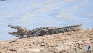 um jacaré deitado na areia junto à água em Nature's peak Udawalawa em Nikawatawana