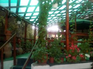 Zahrada ubytování Casa Olanescu + 5 fotografií