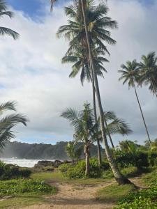 イタカレにあるSonho Itacareの浜のヤシの木群