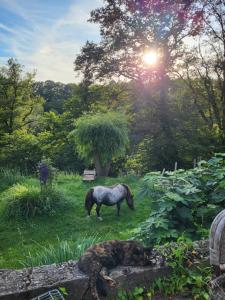 a horse standing in the grass in a field at Ferienhaus Siegstrand mit Flusszugang in Mittelhof