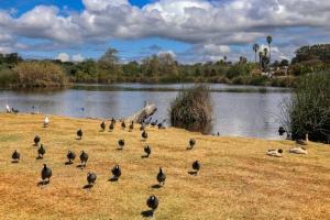 Gallery image of Pacific Plaza #605 - Seaside Flamingo Retreat - 1BdrmD-K-QSofa in Oceano