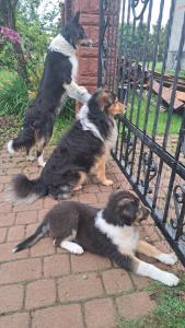 drie honden zitten naast een hek bij Dolina Miodu - Kaszuby, Sauna, Gorąca Balia in Borowina