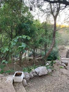 a broken toilet sitting on the ground next to trees at El Jopi in Tanti +3 photos