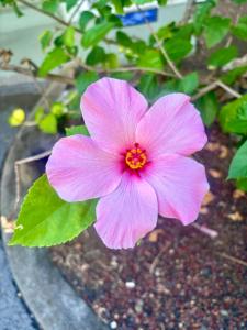 Fotografie z fotogalerie ubytování Kona Islander Inn Condos v destinaci Kailua-Kona