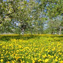 a field of yellow flowers with trees in the background at Pod Zachrypniętym Kogutem in Glewo