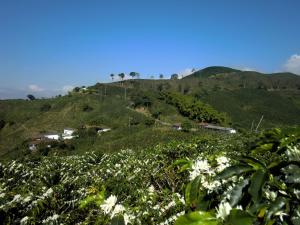 Gallery image of Finca Hotel Villa Clara in Chinchiná